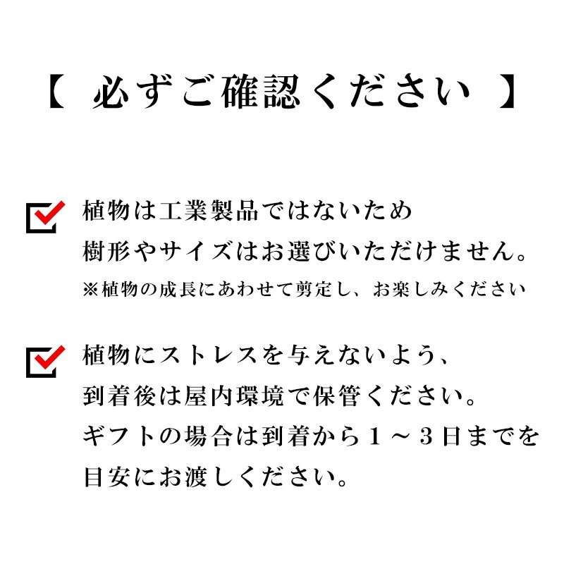 画像39: 「 繁栄の象徴シリーズ 」 MAX MATERIA feat MEDEL GREEN ◆バス2P&オリーブ若木 ◆ デザイン黒樹脂鉢&ギフトBOX入り オリーブ:底から葉先まで約25〜40cm前後に剪定済