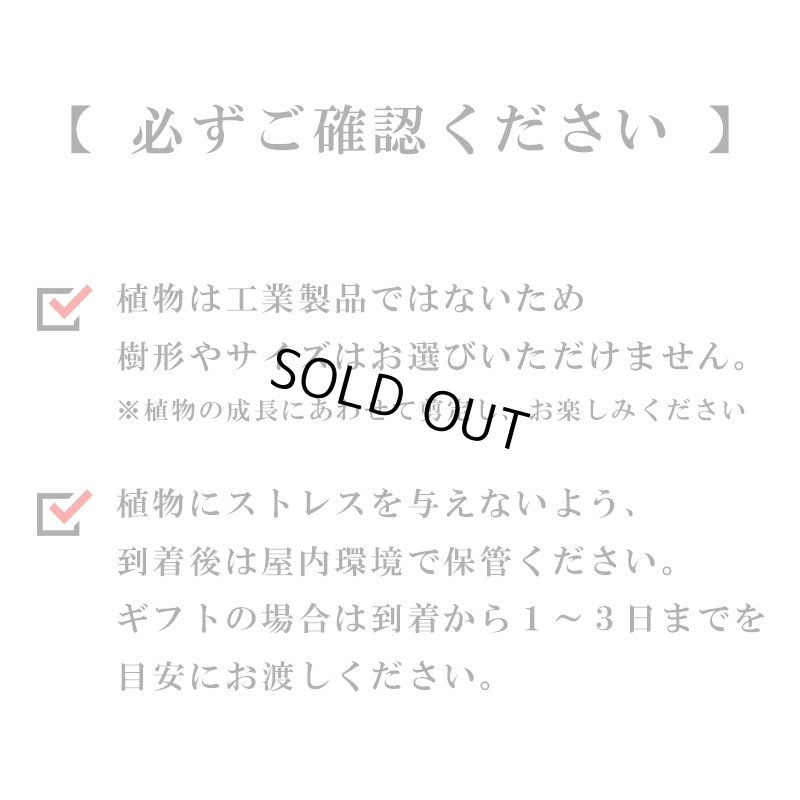 画像39: 「 繁栄の象徴シリーズ 」 MAX MATERIA feat MEDEL GREEN　◆バス２P＆オリーブ若木 ◆ デザイン黒樹脂鉢＆ギフトBOX入り　オリーブ：底から葉先まで約25〜40cm前後に剪定済