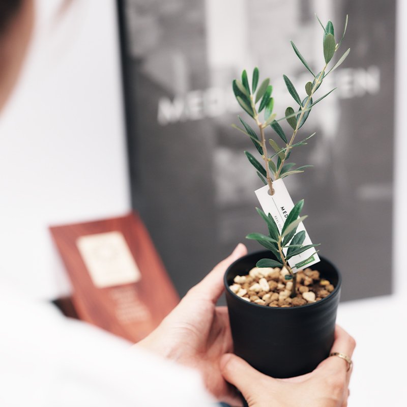 画像3: 「 繁栄の象徴シリーズ 」 MAX MATERIA feat MEDEL GREEN ◆バス2P&オリーブ若木 ◆ デザイン黒樹脂鉢&ギフトBOX入り オリーブ:底から葉先まで約25〜40cm前後に剪定済