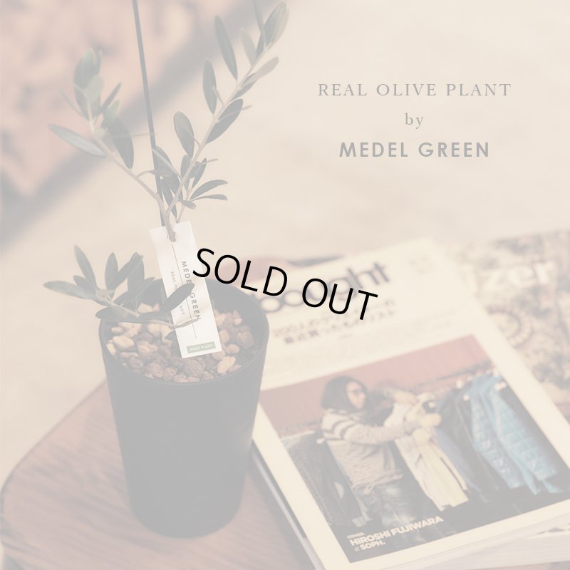 画像2: 「 繁栄の象徴シリーズ 」 MAX MATERIA feat MEDEL GREEN　◆バス２P＆オリーブ若木 ◆ デザイン黒樹脂鉢＆ギフトBOX入り　オリーブ：底から葉先まで約25〜40cm前後に剪定済