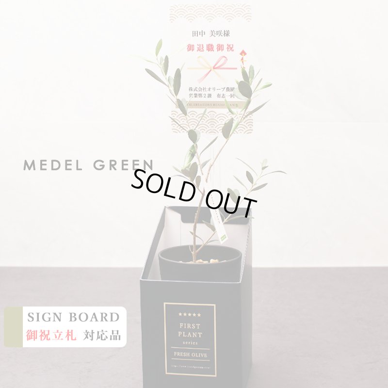 画像45: 「 繁栄の象徴シリーズ 」 MAX MATERIA feat MEDEL GREEN　◆バス２P＆オリーブ若木 ◆ デザイン黒樹脂鉢＆ギフトBOX入り　オリーブ：底から葉先まで約25〜40cm前後に剪定済