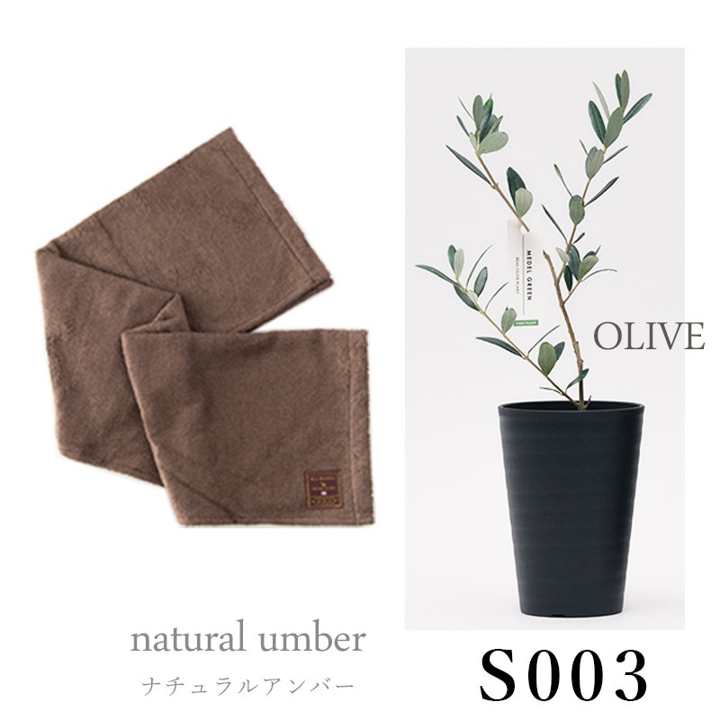 画像27: 「 繁栄の象徴シリーズ 」 MAX MATERIA feat MEDEL GREEN　◆バスタオル１P＆オリーブ若木 ◆ デザイン黒樹脂鉢＆ギフトBOX入り　オリーブ：底から葉先まで約25〜40cm前後に剪定済