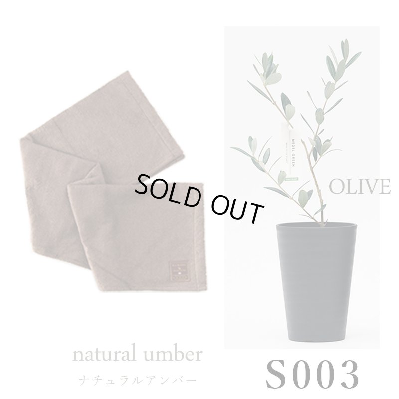 画像27: 「 繁栄の象徴シリーズ 」 MAX MATERIA feat MEDEL GREEN　◆バスタオル１P＆オリーブ若木 ◆ デザイン黒樹脂鉢＆ギフトBOX入り　オリーブ：底から葉先まで約25〜40cm前後に剪定済