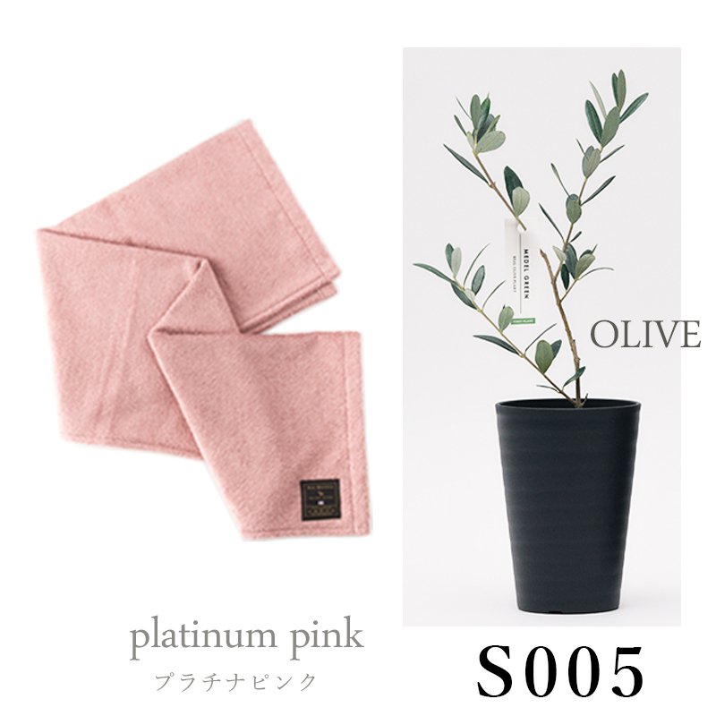 画像29: 「 繁栄の象徴シリーズ 」 MAX MATERIA feat MEDEL GREEN　◆バスタオル１P＆オリーブ若木 ◆ デザイン黒樹脂鉢＆ギフトBOX入り　オリーブ：底から葉先まで約25〜40cm前後に剪定済