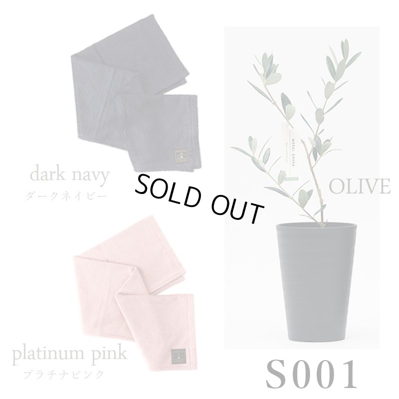 画像26: 「 繁栄の象徴シリーズ 」 MAX MATERIA feat MEDEL GREEN　◆バス２P＆オリーブ若木 ◆ デザイン黒樹脂鉢＆ギフトBOX入り　オリーブ：底から葉先まで約25〜40cm前後に剪定済