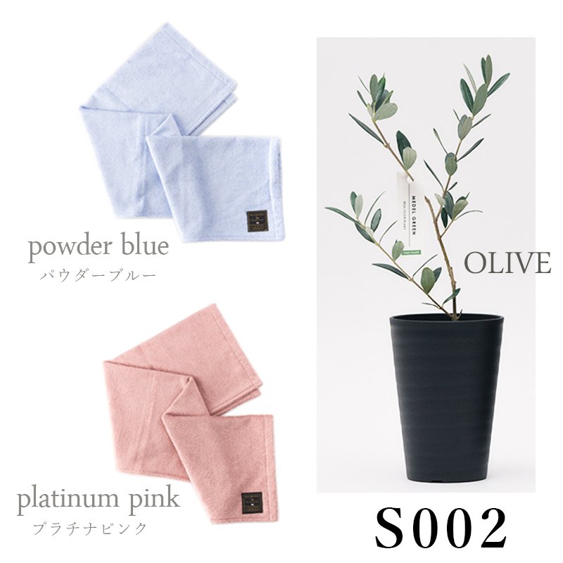 画像27: 「 繁栄の象徴シリーズ 」 MAX MATERIA feat MEDEL GREEN ◆バス2P&オリーブ若木 ◆ デザイン黒樹脂鉢&ギフトBOX入り オリーブ:底から葉先まで約25〜40cm前後に剪定済