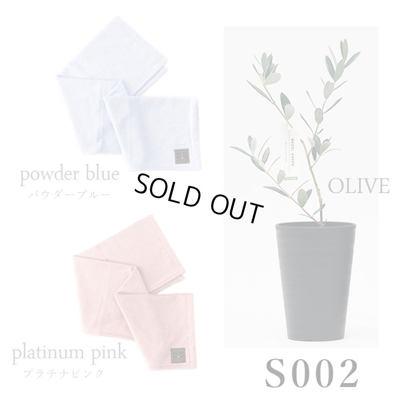 画像27: 「 繁栄の象徴シリーズ 」 MAX MATERIA feat MEDEL GREEN　◆バス２P＆オリーブ若木 ◆ デザイン黒樹脂鉢＆ギフトBOX入り　オリーブ：底から葉先まで約25〜40cm前後に剪定済