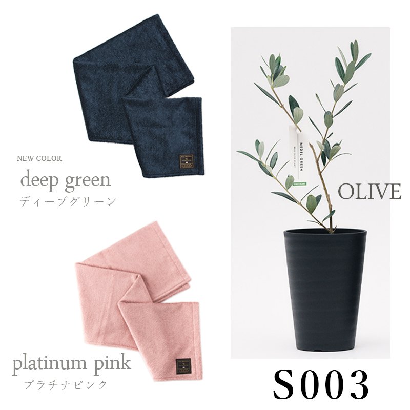 画像28: 「 繁栄の象徴シリーズ 」 MAX MATERIA feat MEDEL GREEN ◆バス2P&オリーブ若木 ◆ デザイン黒樹脂鉢&ギフトBOX入り オリーブ:底から葉先まで約25〜40cm前後に剪定済