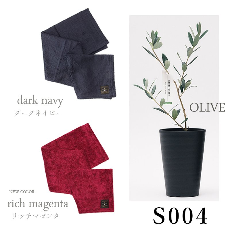 画像29: 「 繁栄の象徴シリーズ 」 MAX MATERIA feat MEDEL GREEN ◆バス2P&オリーブ若木 ◆ デザイン黒樹脂鉢&ギフトBOX入り オリーブ:底から葉先まで約25〜40cm前後に剪定済