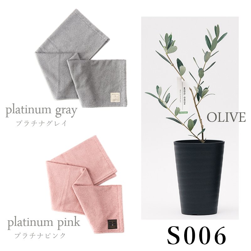 画像31: 「 繁栄の象徴シリーズ 」 MAX MATERIA feat MEDEL GREEN ◆バス2P&オリーブ若木 ◆ デザイン黒樹脂鉢&ギフトBOX入り オリーブ:底から葉先まで約25〜40cm前後に剪定済