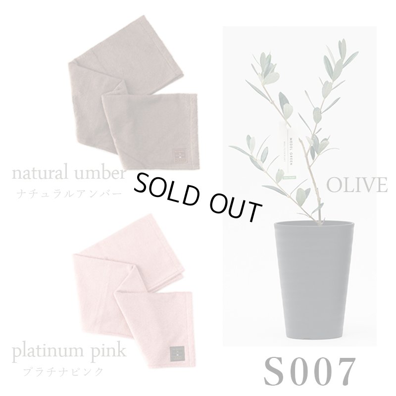 画像32: 「 繁栄の象徴シリーズ 」 MAX MATERIA feat MEDEL GREEN　◆バス２P＆オリーブ若木 ◆ デザイン黒樹脂鉢＆ギフトBOX入り　オリーブ：底から葉先まで約25〜40cm前後に剪定済