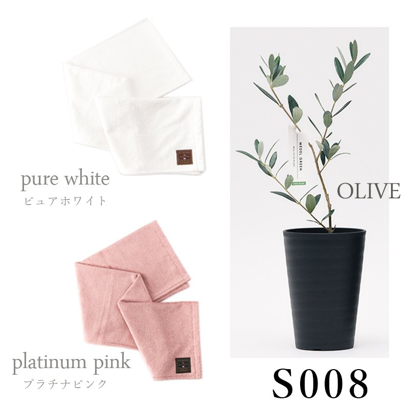 画像33: 「 繁栄の象徴シリーズ 」 MAX MATERIA feat MEDEL GREEN ◆バス2P&オリーブ若木 ◆ デザイン黒樹脂鉢&ギフトBOX入り オリーブ:底から葉先まで約25〜40cm前後に剪定済