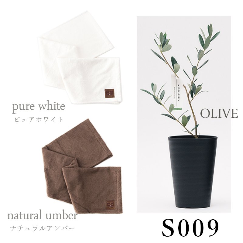 画像34: 「 繁栄の象徴シリーズ 」 MAX MATERIA feat MEDEL GREEN ◆バス2P&オリーブ若木 ◆ デザイン黒樹脂鉢&ギフトBOX入り オリーブ:底から葉先まで約25〜40cm前後に剪定済