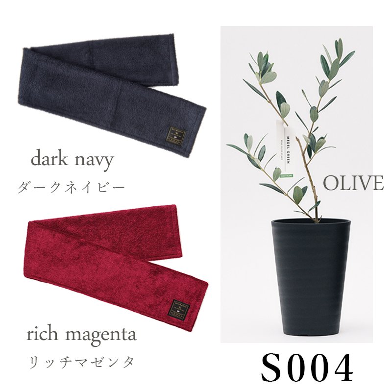 画像26: 「 繁栄の象徴シリーズ 」 MAX MATERIA feat MEDEL GREEN　◆フェイス２P＆オリーブ若木 ◆ デザイン黒樹脂鉢＆ギフトBOX入り　オリーブ：底から葉先まで約25〜40cm前後に剪定済