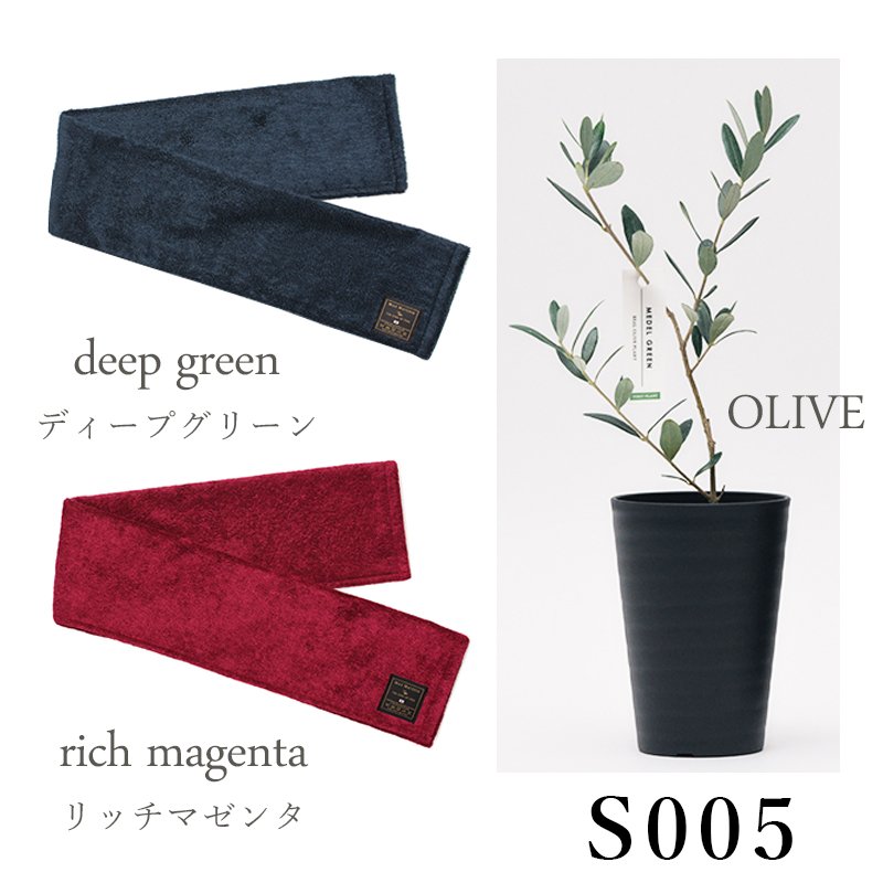 画像27: 「 繁栄の象徴シリーズ 」 MAX MATERIA feat MEDEL GREEN　◆フェイス２P＆オリーブ若木 ◆ デザイン黒樹脂鉢＆ギフトBOX入り　オリーブ：底から葉先まで約25〜40cm前後に剪定済