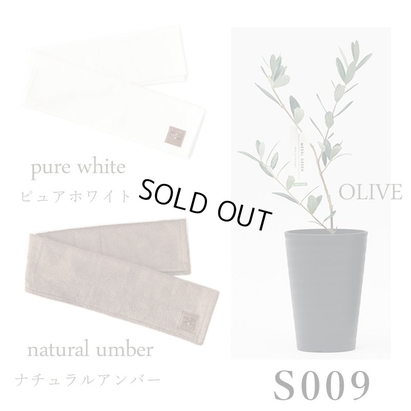 画像31: 「 繁栄の象徴シリーズ 」 MAX MATERIA feat MEDEL GREEN　◆フェイス２P＆オリーブ若木 ◆ デザイン黒樹脂鉢＆ギフトBOX入り　オリーブ：底から葉先まで約25〜40cm前後に剪定済