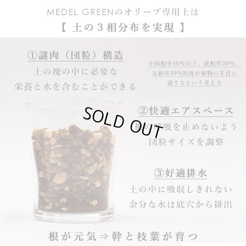 画像41: 「 繁栄の象徴シリーズ 」 MAX MATERIA feat MEDEL GREEN　◆バス２P＆オリーブ若木 ◆ デザイン黒樹脂鉢＆ギフトBOX入り　オリーブ：底から葉先まで約25〜40cm前後に剪定済