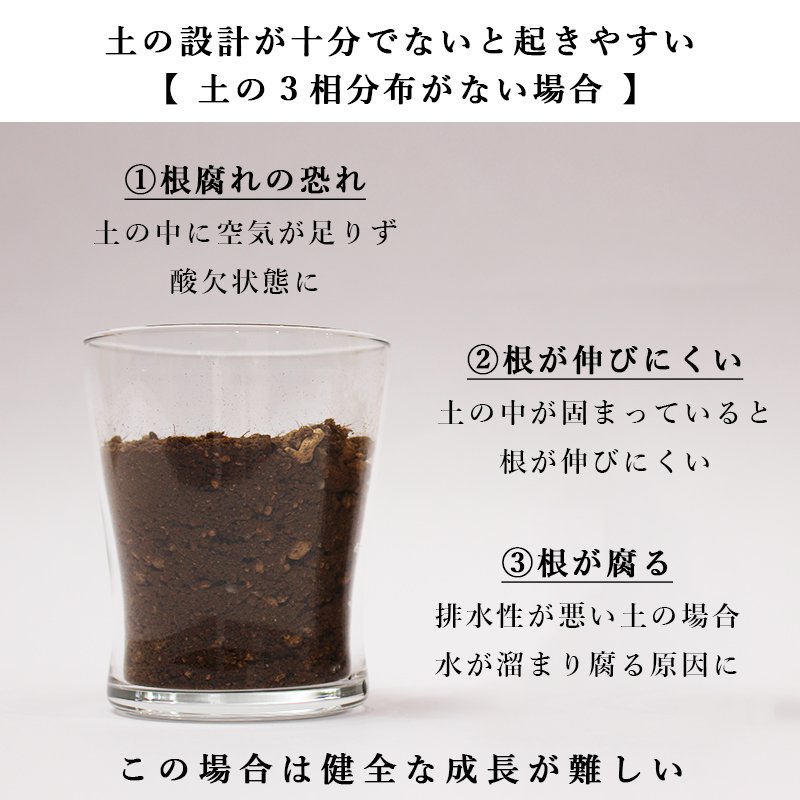 画像42: 「 繁栄の象徴シリーズ 」 MAX MATERIA feat MEDEL GREEN ◆バス2P&オリーブ若木 ◆ デザイン黒樹脂鉢&ギフトBOX入り オリーブ:底から葉先まで約25〜40cm前後に剪定済