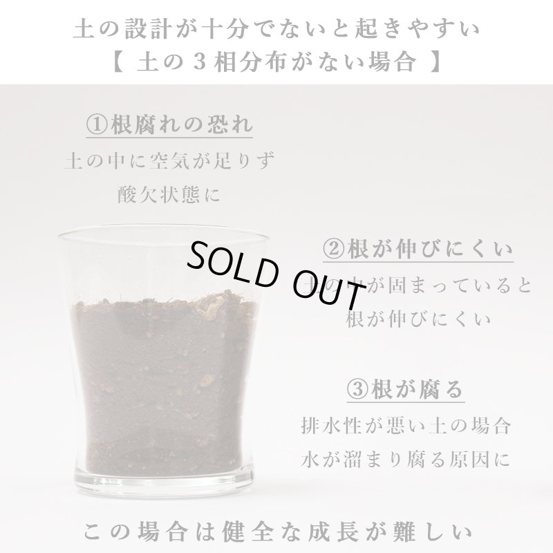 画像42: 「 繁栄の象徴シリーズ 」 MAX MATERIA feat MEDEL GREEN　◆バス２P＆オリーブ若木 ◆ デザイン黒樹脂鉢＆ギフトBOX入り　オリーブ：底から葉先まで約25〜40cm前後に剪定済