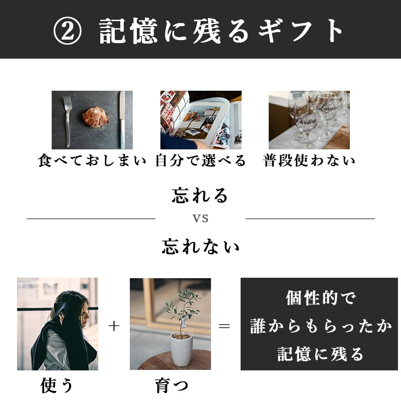 画像21: 「 繁栄の象徴シリーズ 」 MAX MATERIA feat MEDEL GREEN ◆バス2P&オリーブ若木 ◆ デザイン黒樹脂鉢&ギフトBOX入り オリーブ:底から葉先まで約25〜40cm前後に剪定済