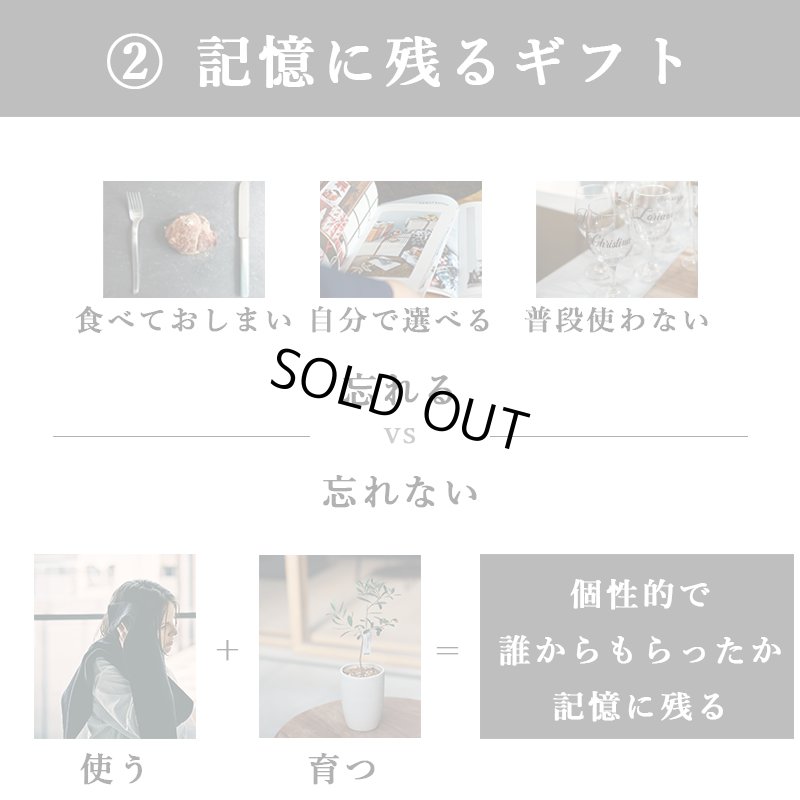 画像21: 「 繁栄の象徴シリーズ 」 MAX MATERIA feat MEDEL GREEN　◆バス２P＆オリーブ若木 ◆ デザイン黒樹脂鉢＆ギフトBOX入り　オリーブ：底から葉先まで約25〜40cm前後に剪定済