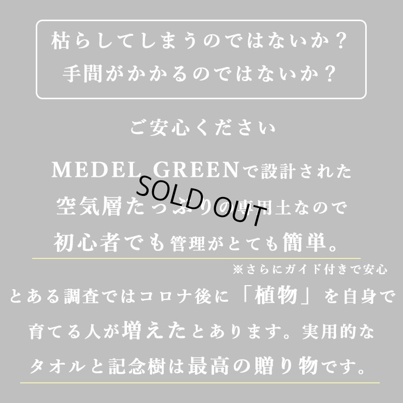 画像18: 「 繁栄の象徴シリーズ 」 MAX MATERIA feat MEDEL GREEN　◆バス２P＆オリーブ若木 ◆ デザイン黒樹脂鉢＆ギフトBOX入り　オリーブ：底から葉先まで約25〜40cm前後に剪定済