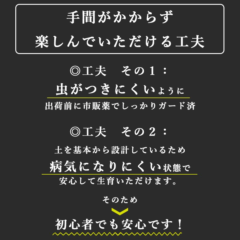 画像15: 「 繁栄の象徴シリーズ 」 MAX MATERIA feat MEDEL GREEN ◆バス2P&オリーブ若木 ◆ デザイン黒樹脂鉢&ギフトBOX入り オリーブ:底から葉先まで約25〜40cm前後に剪定済