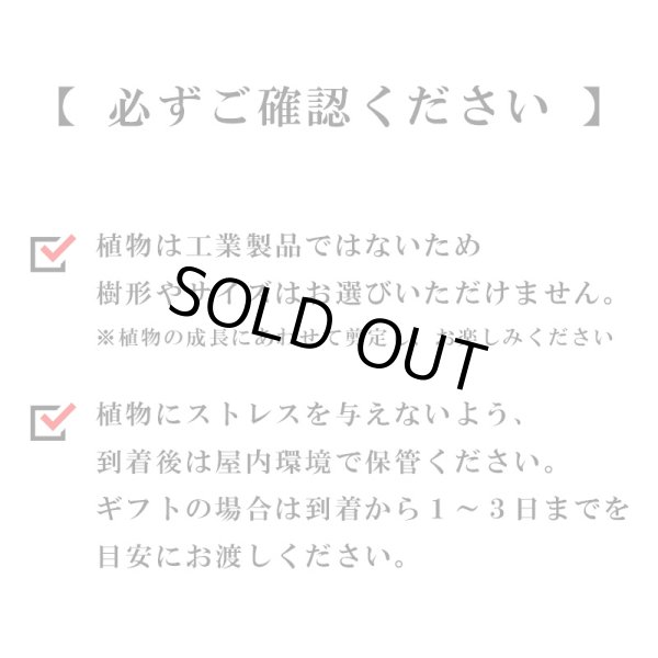 画像36: 「 繁栄の象徴シリーズ 」 MAX MATERIA feat MEDEL GREEN　◆バスタオル１P＆オリーブ若木 ◆ デザイン黒樹脂鉢＆ギフトBOX入り　オリーブ：底から葉先まで約25〜40cm前後に剪定済 (36)