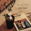 画像2: ◆ 最新作 ◆「 繁栄の象徴シリーズ 」 MAX MATERIA feat MEDEL GREEN　◆バス２P＆オリーブ若木 ◆ デザイン黒樹脂鉢＆ギフトBOX入り　オリーブ：底から葉先まで約25〜40cm前後に剪定済 (2)
