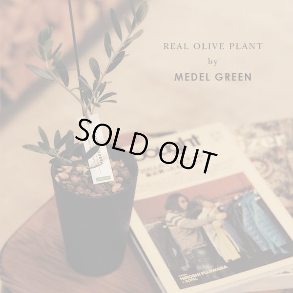 画像3: 「 繁栄の象徴シリーズ 」 MAX MATERIA feat MEDEL GREEN　◆バスタオル１P＆オリーブ若木 ◆ デザイン黒樹脂鉢＆ギフトBOX入り　オリーブ：底から葉先まで約25〜40cm前後に剪定済 (3)