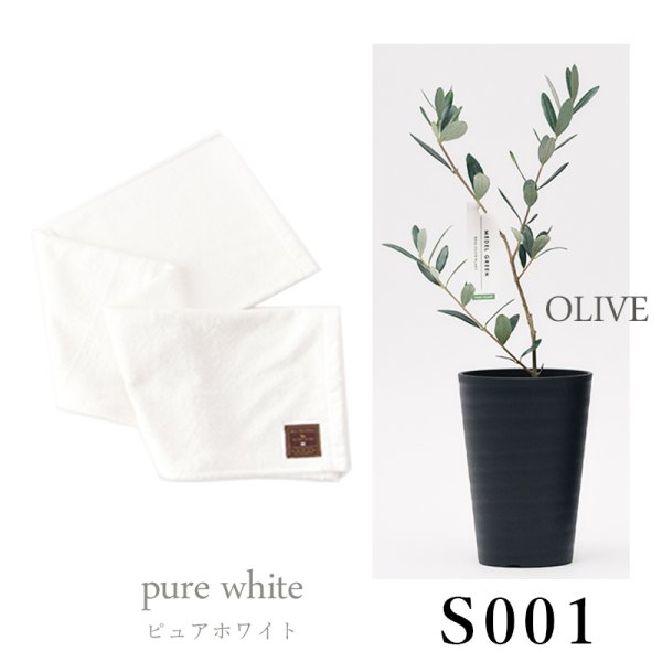 画像25: 「 繁栄の象徴シリーズ 」 MAX MATERIA feat MEDEL GREEN　◆バスタオル１P＆オリーブ若木 ◆ デザイン黒樹脂鉢＆ギフトBOX入り　オリーブ：底から葉先まで約25〜40cm前後に剪定済 (25)