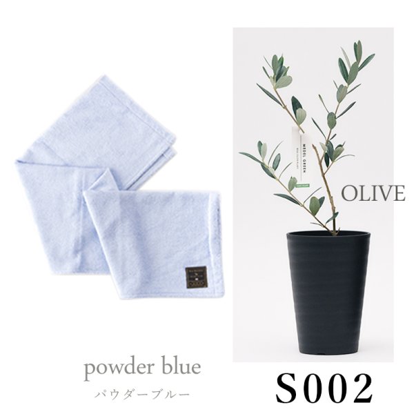 画像26: 「 繁栄の象徴シリーズ 」 MAX MATERIA feat MEDEL GREEN　◆バスタオル１P＆オリーブ若木 ◆ デザイン黒樹脂鉢＆ギフトBOX入り　オリーブ：底から葉先まで約25〜40cm前後に剪定済 (26)