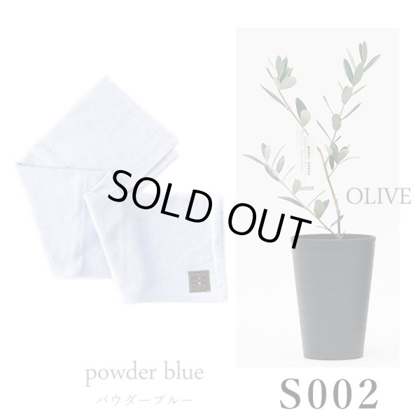 画像26: 「 繁栄の象徴シリーズ 」 MAX MATERIA feat MEDEL GREEN　◆バスタオル１P＆オリーブ若木 ◆ デザイン黒樹脂鉢＆ギフトBOX入り　オリーブ：底から葉先まで約25〜40cm前後に剪定済 (26)