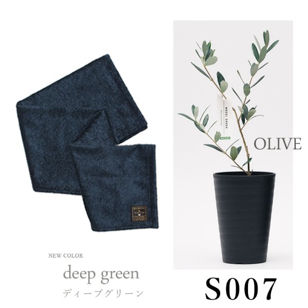 画像31: 「 繁栄の象徴シリーズ 」 MAX MATERIA feat MEDEL GREEN　◆バスタオル１P＆オリーブ若木 ◆ デザイン黒樹脂鉢＆ギフトBOX入り　オリーブ：底から葉先まで約25〜40cm前後に剪定済 (31)