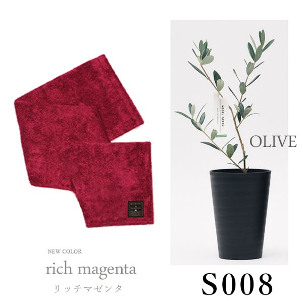 画像32: 「 繁栄の象徴シリーズ 」 MAX MATERIA feat MEDEL GREEN　◆バスタオル１P＆オリーブ若木 ◆ デザイン黒樹脂鉢＆ギフトBOX入り　オリーブ：底から葉先まで約25〜40cm前後に剪定済 (32)