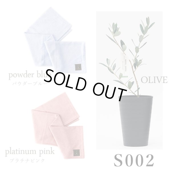 画像27: 「 繁栄の象徴シリーズ 」 MAX MATERIA feat MEDEL GREEN　◆バス２P＆オリーブ若木 ◆ デザイン黒樹脂鉢＆ギフトBOX入り　オリーブ：底から葉先まで約25〜40cm前後に剪定済 (27)