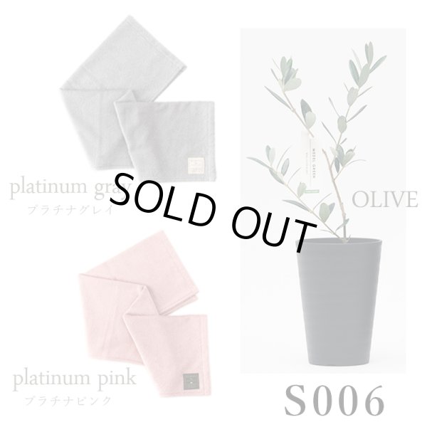 画像31: 「 繁栄の象徴シリーズ 」 MAX MATERIA feat MEDEL GREEN　◆バス２P＆オリーブ若木 ◆ デザイン黒樹脂鉢＆ギフトBOX入り　オリーブ：底から葉先まで約25〜40cm前後に剪定済 (31)