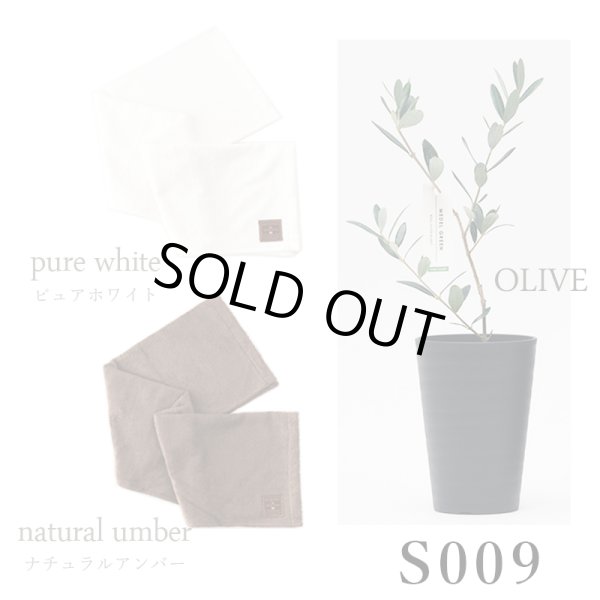 画像34: 「 繁栄の象徴シリーズ 」 MAX MATERIA feat MEDEL GREEN　◆バス２P＆オリーブ若木 ◆ デザイン黒樹脂鉢＆ギフトBOX入り　オリーブ：底から葉先まで約25〜40cm前後に剪定済 (34)