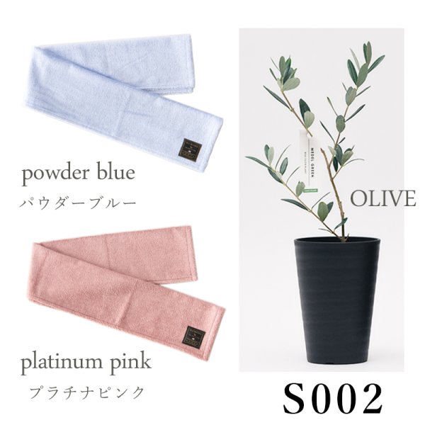 画像24: 「 繁栄の象徴シリーズ 」 MAX MATERIA feat MEDEL GREEN　◆フェイス２P＆オリーブ若木 ◆ デザイン黒樹脂鉢＆ギフトBOX入り　オリーブ：底から葉先まで約25〜40cm前後に剪定済 (24)