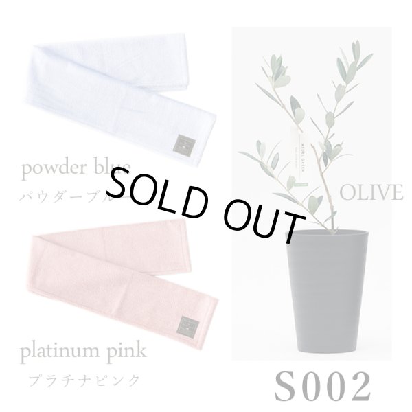 画像24: 「 繁栄の象徴シリーズ 」 MAX MATERIA feat MEDEL GREEN　◆フェイス２P＆オリーブ若木 ◆ デザイン黒樹脂鉢＆ギフトBOX入り　オリーブ：底から葉先まで約25〜40cm前後に剪定済 (24)