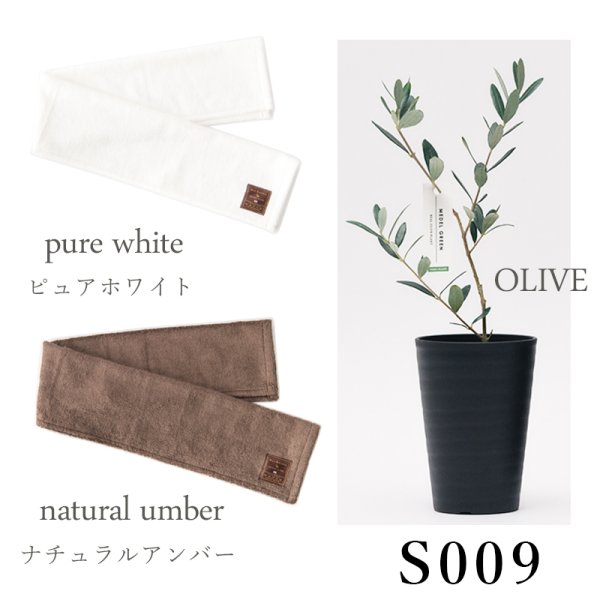 画像31: 「 繁栄の象徴シリーズ 」 MAX MATERIA feat MEDEL GREEN　◆フェイス２P＆オリーブ若木 ◆ デザイン黒樹脂鉢＆ギフトBOX入り　オリーブ：底から葉先まで約25〜40cm前後に剪定済 (31)