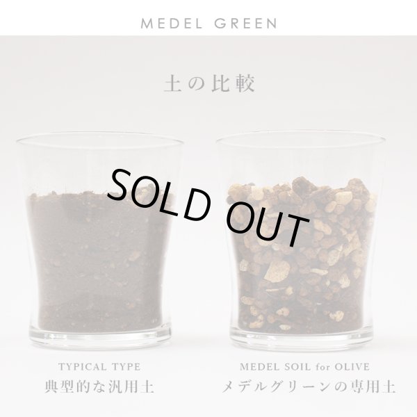 画像37: 「 繁栄の象徴シリーズ 」 MAX MATERIA feat MEDEL GREEN　◆バスタオル１P＆オリーブ若木 ◆ デザイン黒樹脂鉢＆ギフトBOX入り　オリーブ：底から葉先まで約25〜40cm前後に剪定済 (37)