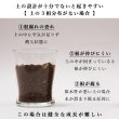 画像42: ◆ 最新作 ◆「 繁栄の象徴シリーズ 」 MAX MATERIA feat MEDEL GREEN　◆バス２P＆オリーブ若木 ◆ デザイン黒樹脂鉢＆ギフトBOX入り　オリーブ：底から葉先まで約25〜40cm前後に剪定済 (42)