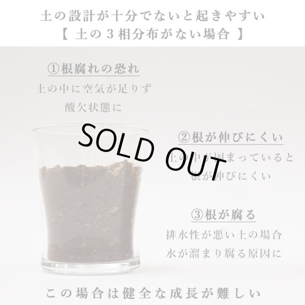 画像39: 「 繁栄の象徴シリーズ 」 MAX MATERIA feat MEDEL GREEN　◆バスタオル１P＆オリーブ若木 ◆ デザイン黒樹脂鉢＆ギフトBOX入り　オリーブ：底から葉先まで約25〜40cm前後に剪定済 (39)