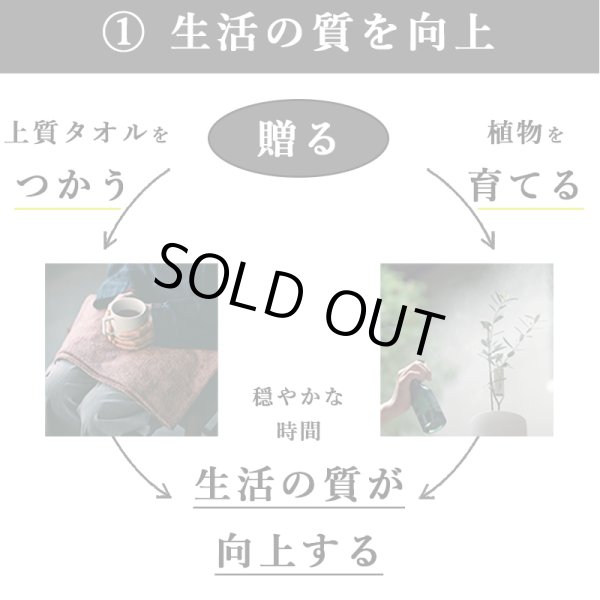 画像16: 「 繁栄の象徴シリーズ 」 MAX MATERIA feat MEDEL GREEN　◆バスタオル１P＆オリーブ若木 ◆ デザイン黒樹脂鉢＆ギフトBOX入り　オリーブ：底から葉先まで約25〜40cm前後に剪定済 (16)