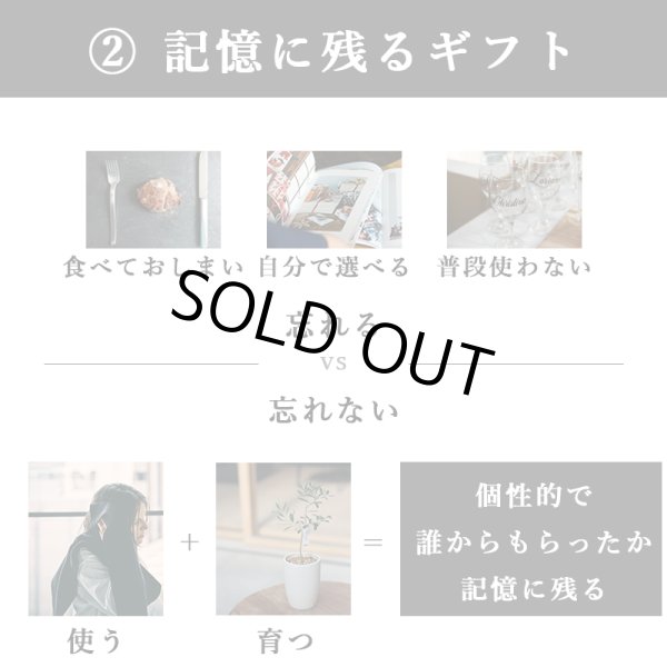 画像17: 「 繁栄の象徴シリーズ 」 MAX MATERIA feat MEDEL GREEN　◆バスタオル１P＆オリーブ若木 ◆ デザイン黒樹脂鉢＆ギフトBOX入り　オリーブ：底から葉先まで約25〜40cm前後に剪定済 (17)