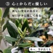 画像22: ◆ 最新作 ◆「 繁栄の象徴シリーズ 」 MAX MATERIA feat MEDEL GREEN　◆バス２P＆オリーブ若木 ◆ デザイン黒樹脂鉢＆ギフトBOX入り　オリーブ：底から葉先まで約25〜40cm前後に剪定済 (22)