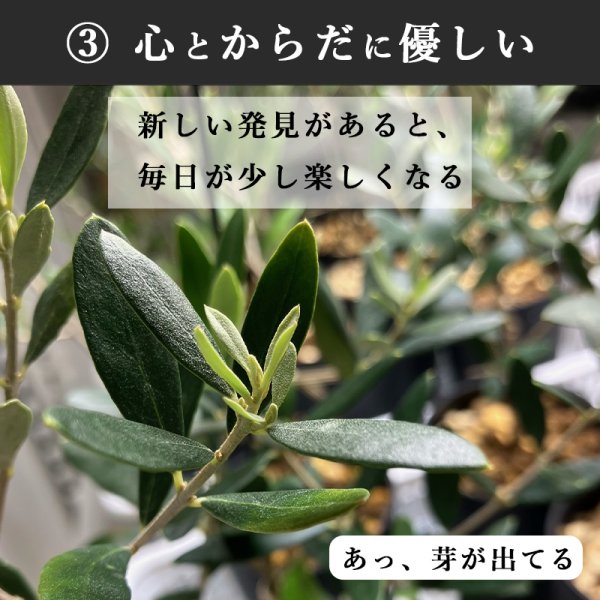 画像22: 「 繁栄の象徴シリーズ 」 MAX MATERIA feat MEDEL GREEN ◆バス2P&オリーブ若木 ◆ デザイン黒樹脂鉢&ギフトBOX入り オリーブ:底から葉先まで約25〜40cm前後に剪定済 (22)