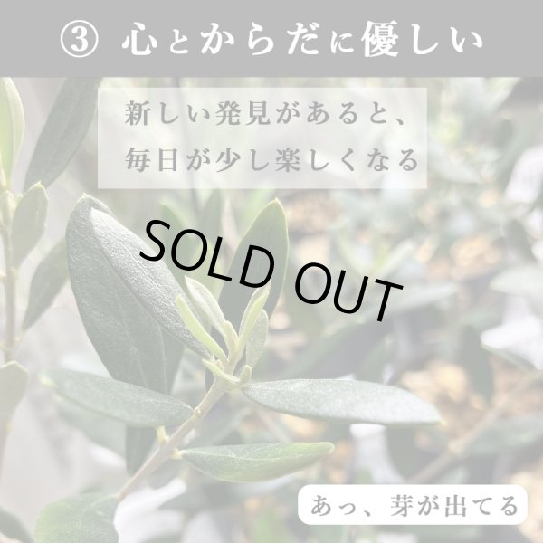 画像18: 「 繁栄の象徴シリーズ 」 MAX MATERIA feat MEDEL GREEN　◆バスタオル１P＆オリーブ若木 ◆ デザイン黒樹脂鉢＆ギフトBOX入り　オリーブ：底から葉先まで約25〜40cm前後に剪定済 (18)