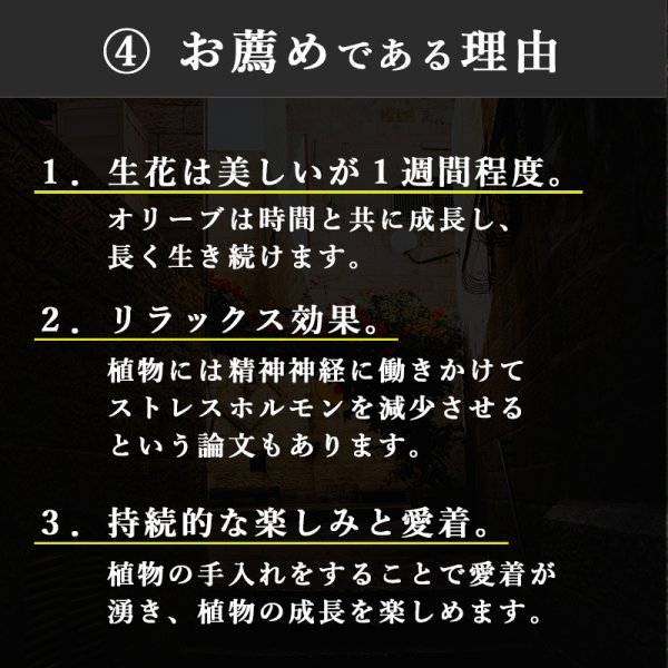 画像23: 「 繁栄の象徴シリーズ 」 MAX MATERIA feat MEDEL GREEN ◆バス2P&オリーブ若木 ◆ デザイン黒樹脂鉢&ギフトBOX入り オリーブ:底から葉先まで約25〜40cm前後に剪定済 (23)